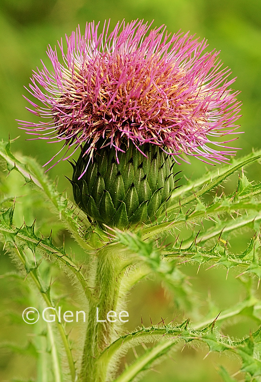 Cirsium Drummondii Photos Saskatchewan Wildflowers